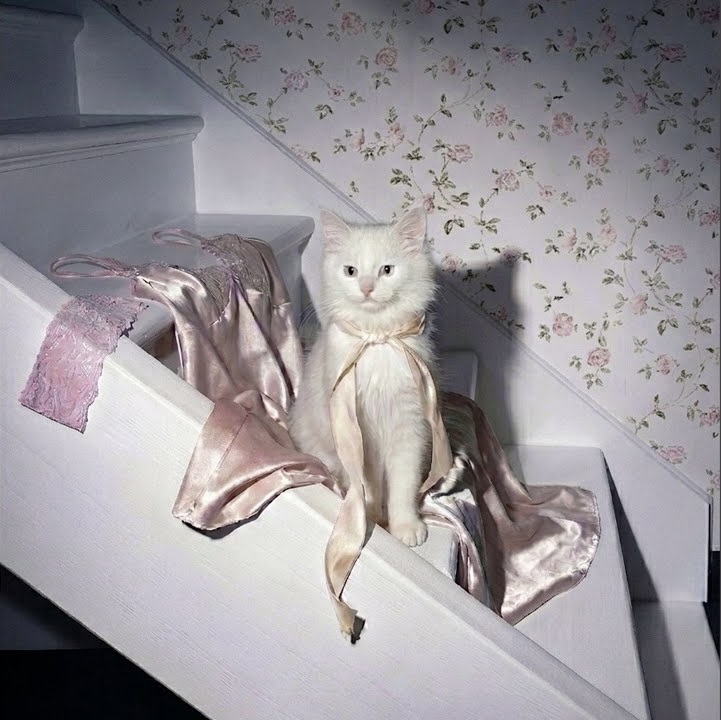 no cat home