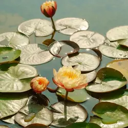 Waterlily