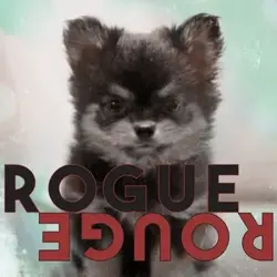 Rogue Rogue
